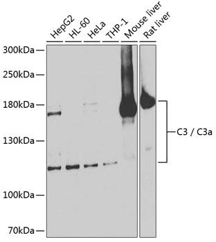 C3 / C3a Polyclonal Antibody