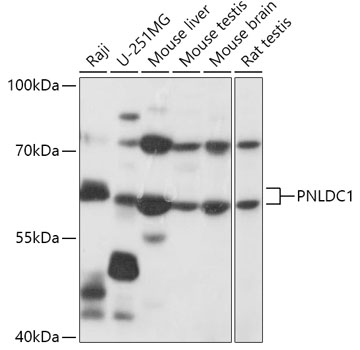 PNLDC1 Polyclonal Antibody