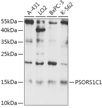 PSORS1C1 Polyclonal Antibody