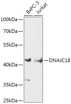 DNAJC18 Polyclonal Antibody