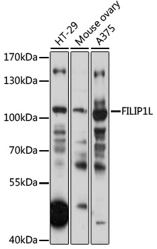 FILIP1L Polyclonal Antibody