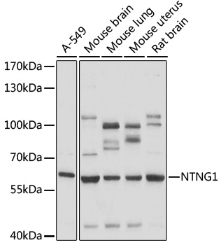 NTNG1 Polyclonal Antibody