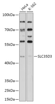 SLC35D3 Polyclonal Antibody