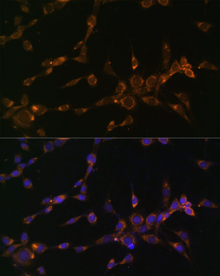 MTCO1 Polyclonal Antibody