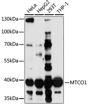 MTCO1 Polyclonal Antibody