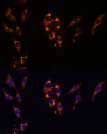 PDE3A Polyclonal Antibody