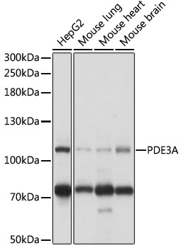 PDE3A Polyclonal Antibody