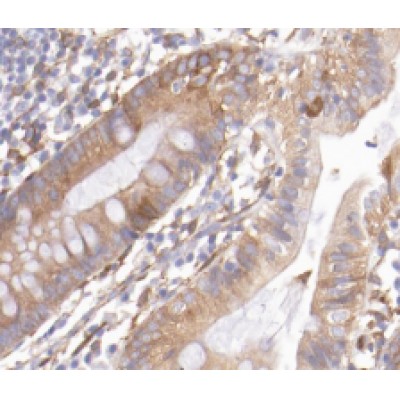 REG3G Antibody