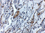 TNFAIP3 Antibody