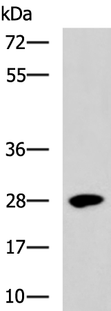 BTG3 Antibody