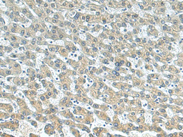 BTG3 Antibody