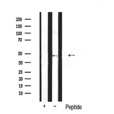 MYCN Antibody