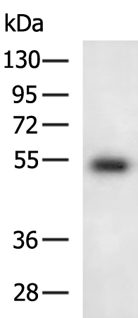 SIGLEC8 Antibody
