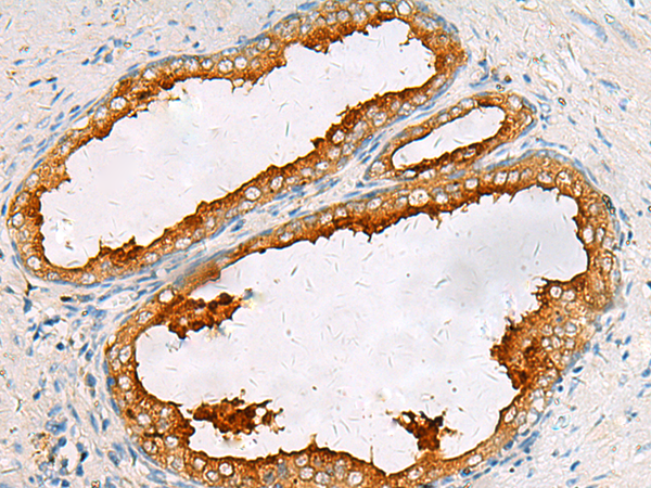 SIGLEC8 Antibody
