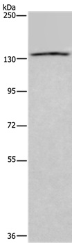 ITGAE Antibody