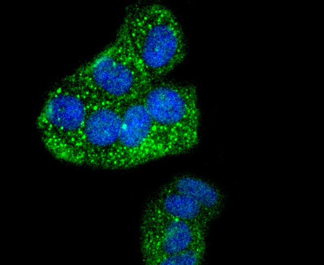 Phospho-IRF3(S386) Rabbit mAb