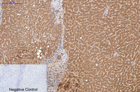Collagen III (1D4) Mouse mAb