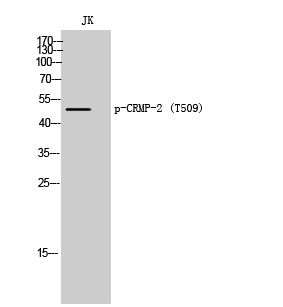 CRMP-2 (Phospho-Thr509) Antibody