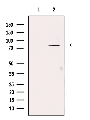 TNAP2 Antibody