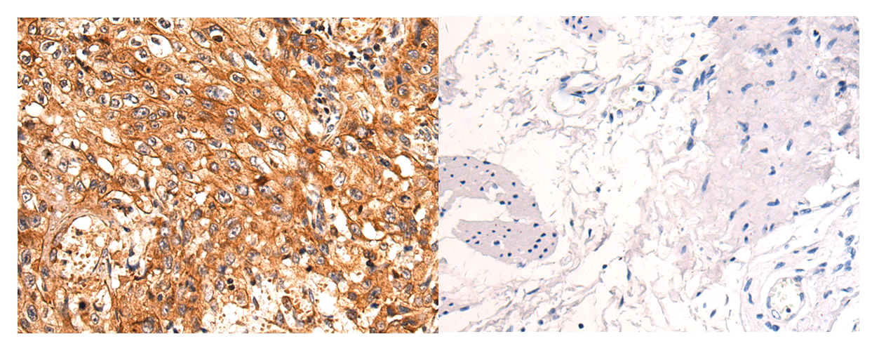 NDUFA2 Antibody
