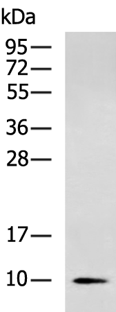 NDUFA2 Antibody