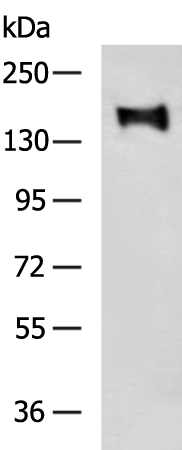 RASAL2 Antibody