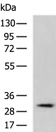 PPAP2C Antibody