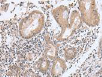 GFRA4 Antibody