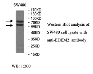EDEM2 Antibody