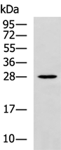 BASP1 Antibody
