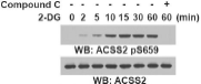 ACSS2(Phospho-Ser659) Antibody