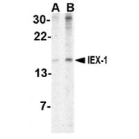 IEX-1 Antibody