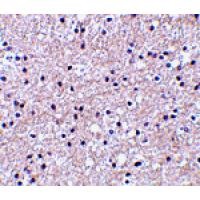 IEX-1 Antibody