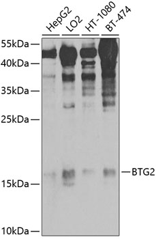 BTG2 Antibody