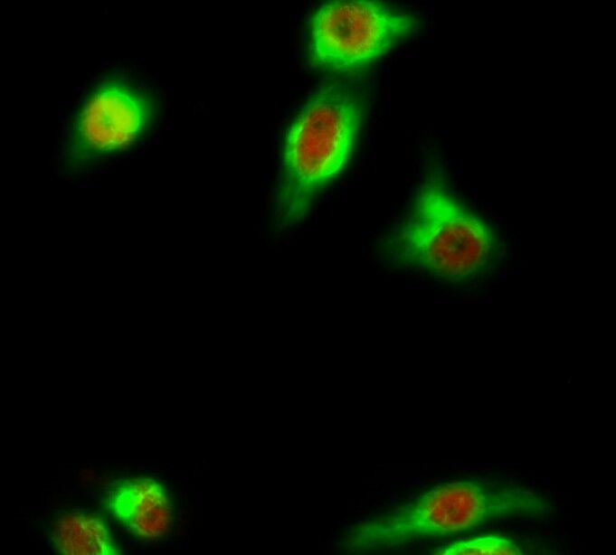 LC3B Antibody