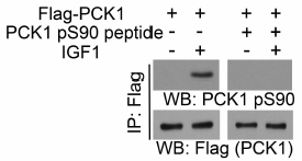PCK1 (Phospho-Ser90) Antibody