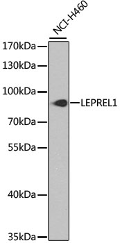 LEPREL1 Polyclonal Antibody