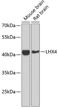 LHX4 Polyclonal Antibody