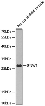 IFNW1 Rabbit Polyclonal Antibody