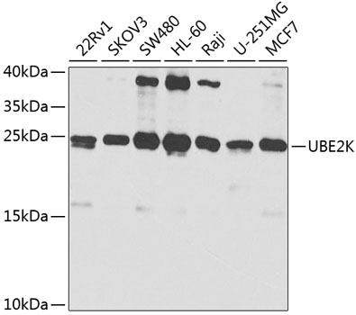 UBE2K antibody