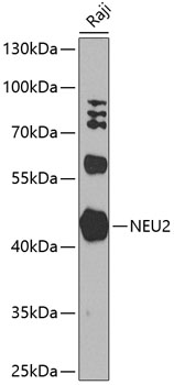 NEU2 Polyclonal Antibody