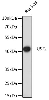 USF2 Rabbit Polyclonal Antibody