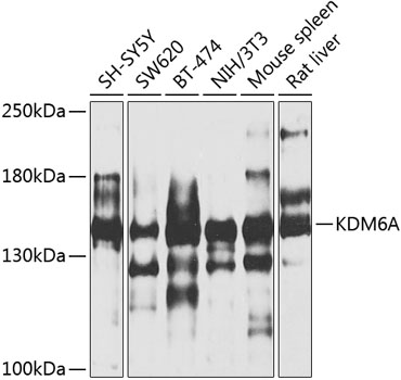 KDM6A Rabbit Polyclonal Antibody
