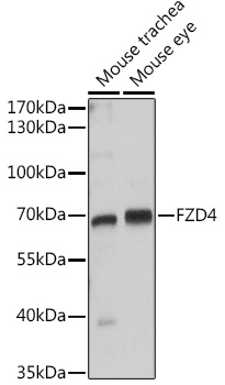 FZD4 Rabbit Polyclonal Antibody