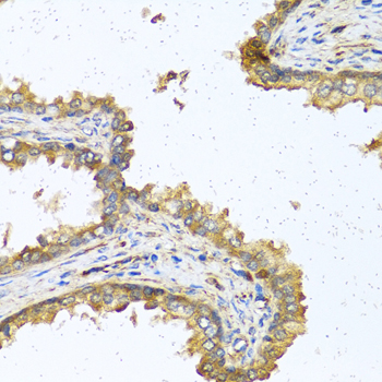 RNASE11 antibody