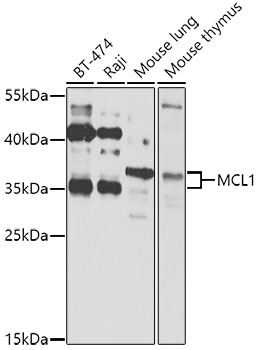 MCL1 antibody