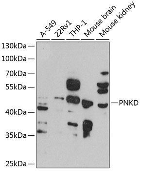 PNKD Polyclonal Antibody