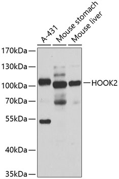 HOOK2 Polyclonal Antibody