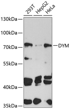 DYM Polyclonal Antibody