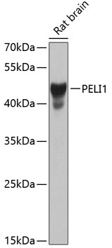 PELI1 Polyclonal Antibody